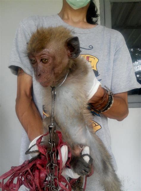 Screaming and terrified, a <b>baby</b> <b>monkey</b> intended for use in British laboratories shakes with fear after being cruelly snatched from its parents at a breeding farm. . Baby monkey beaten by humans